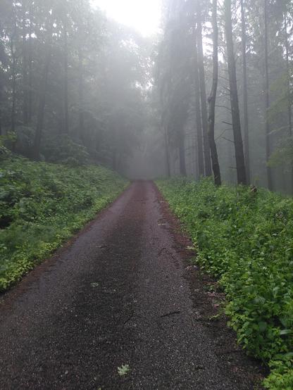 Forstweg mit grünen Pflanzen an beiden Seiten und Bäumen, die im Dunst verschwinden.