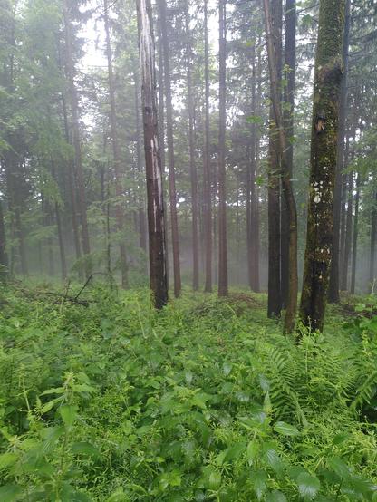 Blick einen Hang im Wald hinab, mit nebligem Dunst zwischen Bäumen und grünem Bewuchs auf dem Boden.