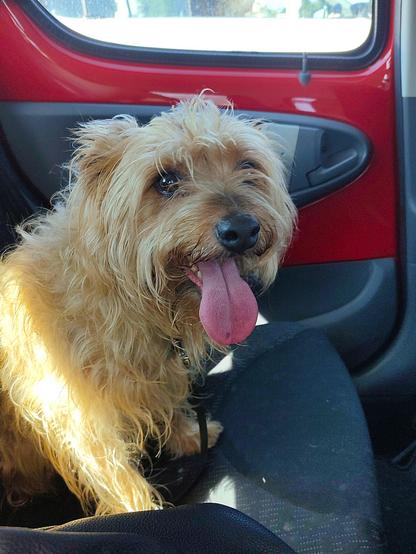 A picture of my cousin's dog, a medium sized light brown mixed breed pup, sitting next to me in the car. His tongue is sticking out and he has some carefully trimmed bangs falling on top of his eyes with spaces that still allow him to see. He has turned his head and is happily staring directly at me.