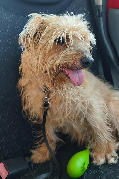 A picture of my cousin's dog, a medium sized light brown mixed breed pup, sitting next to me in the car, looking forward. His tongue is sticking out and he has some carefully trimmed bangs falling on top of his eyes with spaces that still allow him to see.