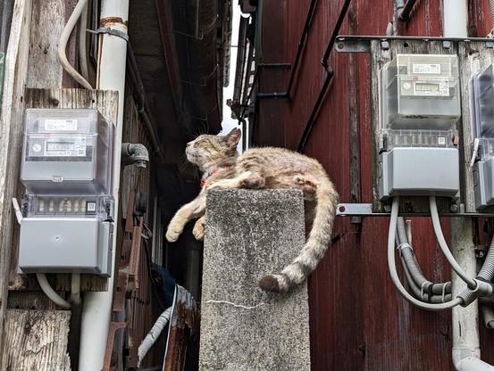 A cat sleeping over a wall in a narrow space between two buildings, surrounded by devices seemingly used to measure electricity/water/gas use.