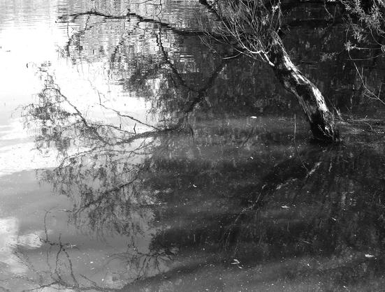 Black and white photograph of the surface of a marsh, reflecting the sky and the vegetation, a tree growing in water with silver bark in particular. Ripples, leaves and little debris make the water blurred.