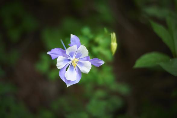 A delicate purple and white columbine flower in focus against a blurred green background.