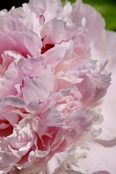 Peony petal details