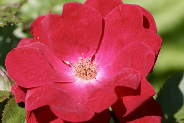 Rose petal details, pleasing scent