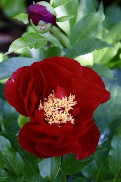 Red Peony, no scent