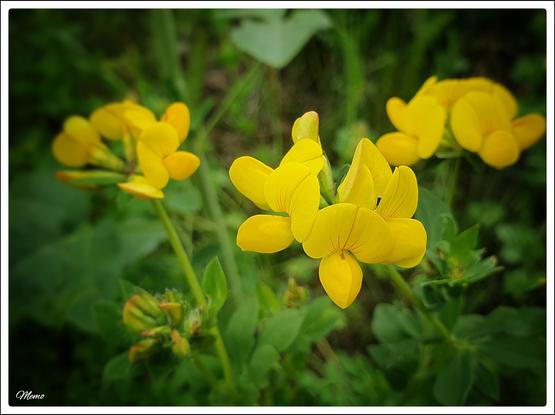 Bildbeschreibung:
Die gelben Blüten des Hornklees.