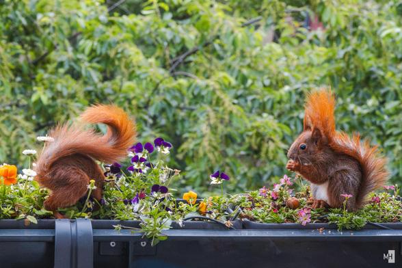Zwei kleine Eichhörnchen sitzen in einem Blumenkasten. Das linke steckt den Kopf in die Erde, so dass der Schwanz gewunden herausschaut. Das rechte ist ihm zugewandt und knabbert eine Nuss.