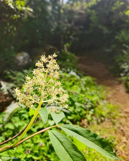Delicate cluster of small white flowers atop a slender green stem, with elongated leaves beneath. Background includes a blurred natural setting of green foliage and a narrow dirt pathway, suggesting a forest or garden environment. Light filters through the leaves above, creating a dappled effect.