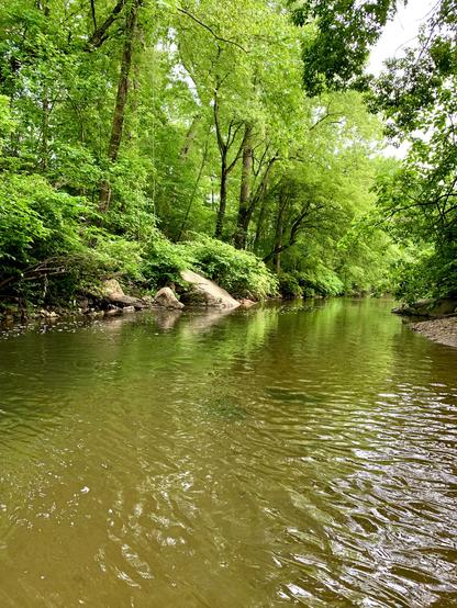 A view of a stream flowing through dense woods on a cloudy day. It’s cloudy but bright. The forest’s vivid green is reflected on the water. Several large rocks sit on the left bank. Bubbles of foam are visible near the left bank, where the current is relatively swift.