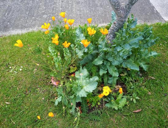 some flowers growing around a small tree on grass verge.