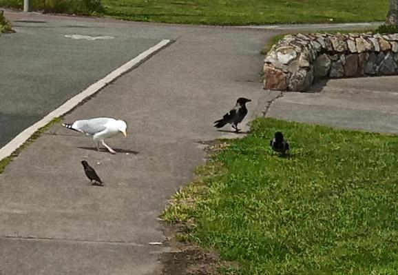 2 crows a gull and a starling at dropped food on footpath by bikepath.