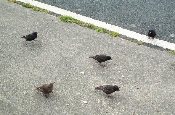 5 starlings on footpath by bikepath at some dropped food.