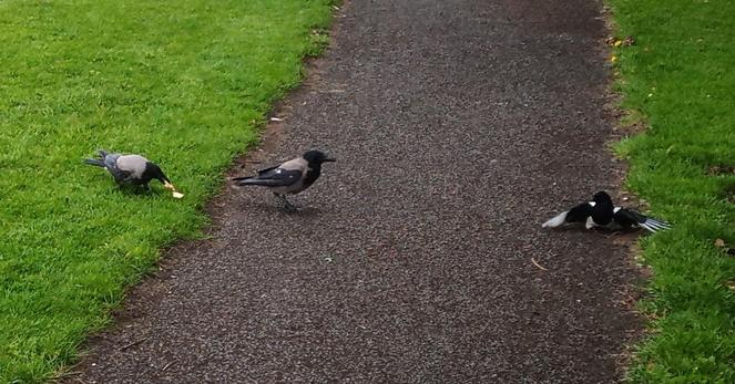 2 crows and a magpie at dropped food on path through green space.