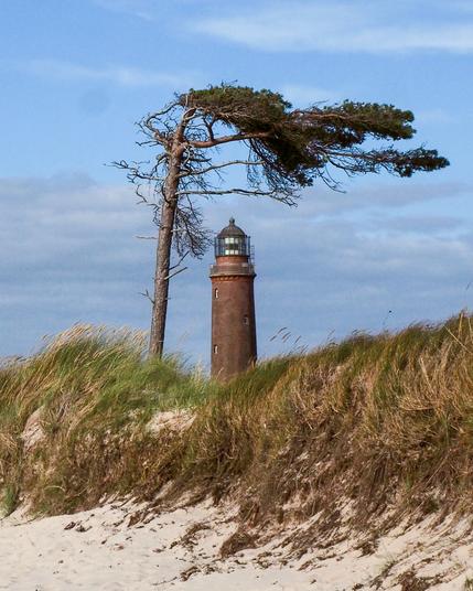 In der Bildmitte sieht man einen Leuchtturm aus roten Ziegelsteinen. Optisch über ihm ist ein Dach aus einem sog. Windflüchter, ein Nadelbaum dessen Äste durch permanenten Wind wie ein Segel oder eine Fahne von der Küste weg wachsen. Seine Äste erinnern in ihrer Form an einen fliegenden Vogel. Im Vordergrund Sandstrand und bewachsene Düne. Der Himmel ist nur leicht bewölkt.