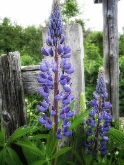 Purple lupins grow next to an old wooden fence in this soft colourful image. Trees and shrubs can be seen in the background behind the fence.