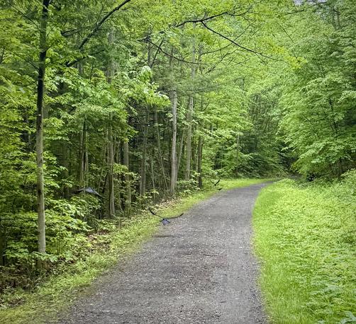 section of gravel rail trail  with green grasses on the right and then thick trees up ahead and to the left. On the left side there are 4 crows, 1 is still on the ground the other three are in various stages of taking off/flapping.