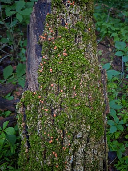 A fallen log in the woods, covered in green moss and tiny orange Wolf's Milk mushrooms.