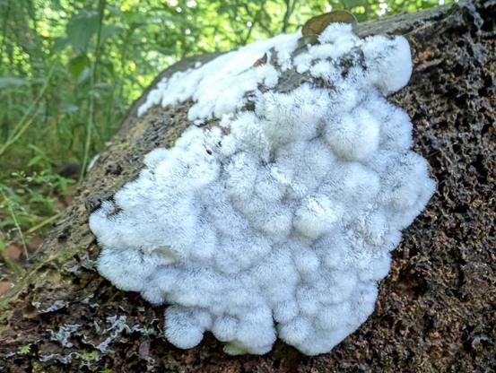 A close up shot of the end of a fallen log, which is covered in a white fuzzy looking slime mold called Common Coral Slime.