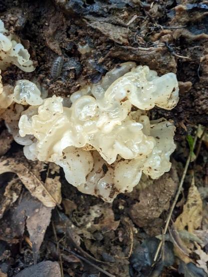 A super close up shot of a whiteish clear mushroom with lots of folds, called Crystal Jelly Fungus. There is a bit of dirt and insects on and around the mushroom.