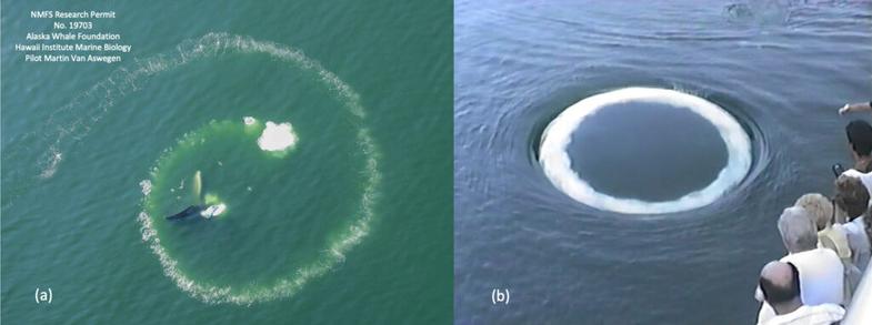 Curious humpback whales approach humans and blow bubble 'smoke' rings
