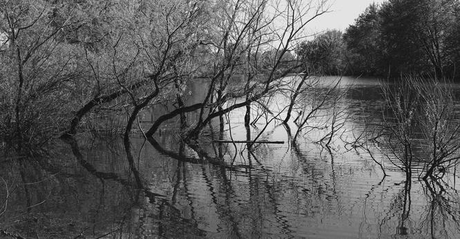 Black and white photograph of the shores of a marsh, showing trees and smaller bushes coming out of the water, their image reflected on the surface of the water. Ripples and little debris make the water and the reflection blurred. The rest of the marsh and bigger trees can be seen in the distance behind.