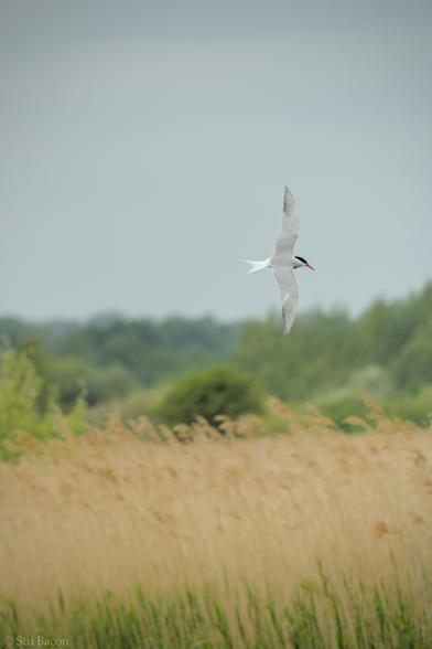 A photograph of a Common Tern in flight, light brown reeds and green trees are in the background