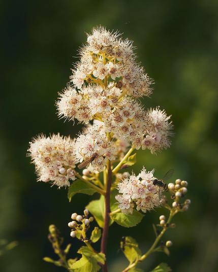 A cluster of fluffy white flowers with pink centers, visited by insects, set against a blurred green background.