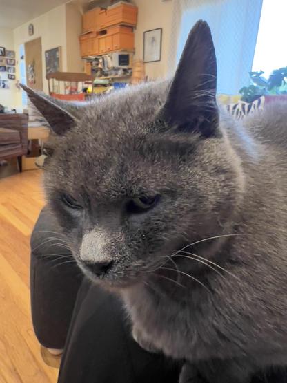 Close up photo of my gray cat, ears slightly akimbo, eyes open but looking annoyed as I take his picture.
