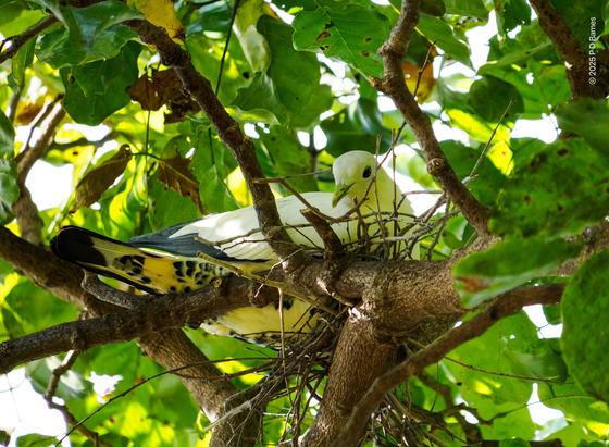 A large, pied pigeon, white overall with dark tail and pied underside, sitting on a very straggly nest made of large twigs. The bird and nest were in a tree directly over a busy beachside footpath, so it wasn't disturbed by being photographed.