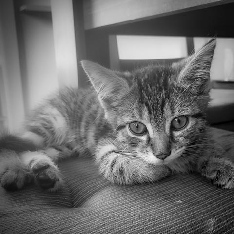 Eine junge getiegerte Katze die auf einem Stuhl liegt und mit neugierigen Augen die Umgebung betrachtet. Ds Foto ist in Schwarzweiß.