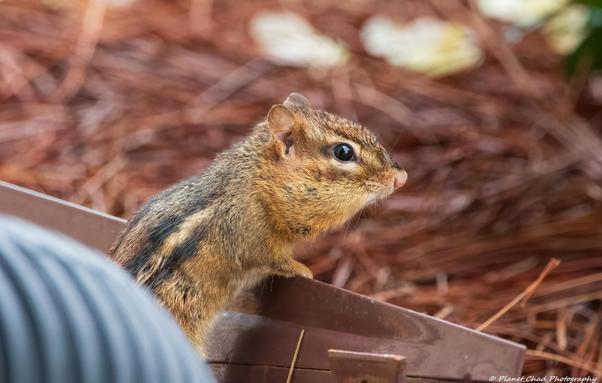 A side view of a cute brown chipmunk with a pink nose peering over the side of a brown railing with brown pine straw and yellow rose leaves in the background.