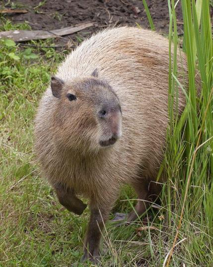 Imagen de un capibara