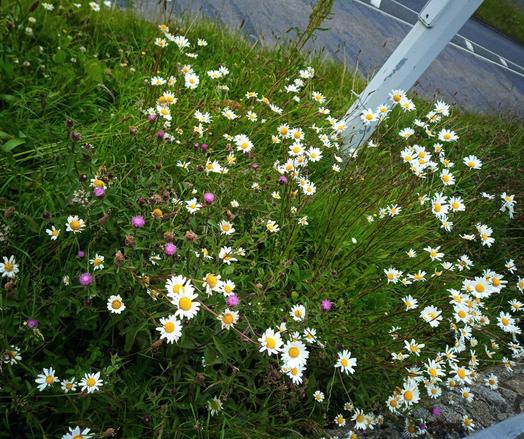 some wild flowers making a home between dual carriageway and bike path.