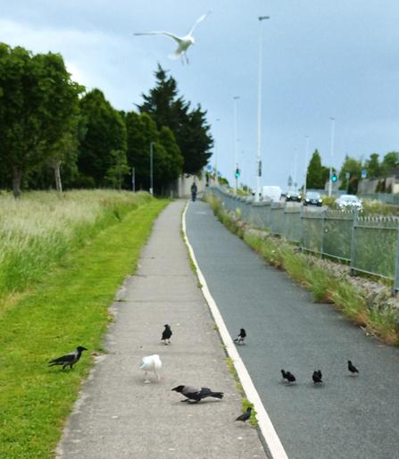 2 crows, 2 gulls and 6 starlings descend on dropped food.