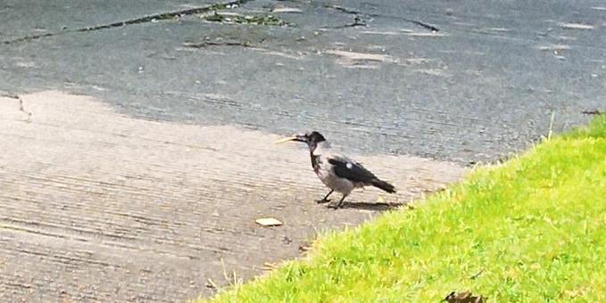 a crow with 2 crackers.