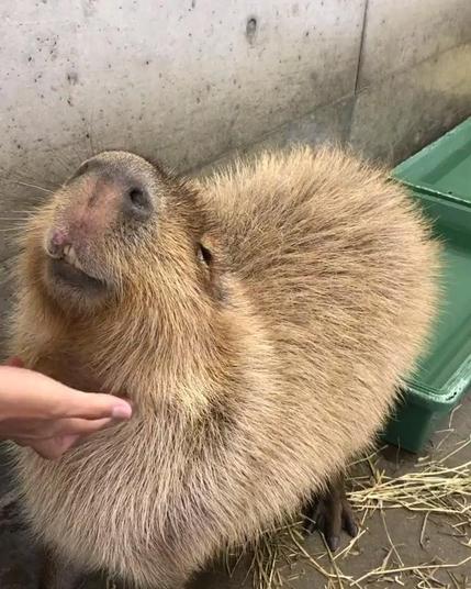 Imagen de un capibara
