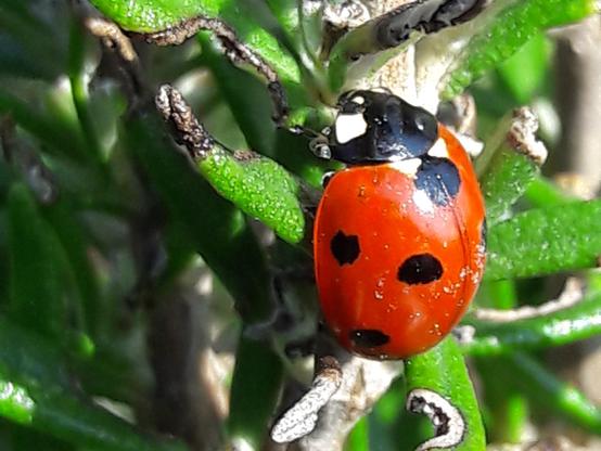 Coccinelle à Sept Points, Bête à bon Dieu
Seven-spot Ladybird
Coccinella septempunctata