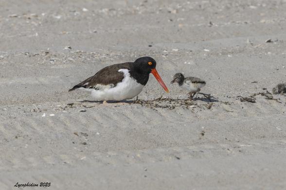 American Oystercatcher female and one of two chicks face each other on a sandy beach. These are large shorebirds, black or dark brown and white, with long stout orange bills and yellow eyes. The downy chick is brown above and light below. Chicks are semi-precocial, able to move about freely after hatching, but still reliant on parents for food.