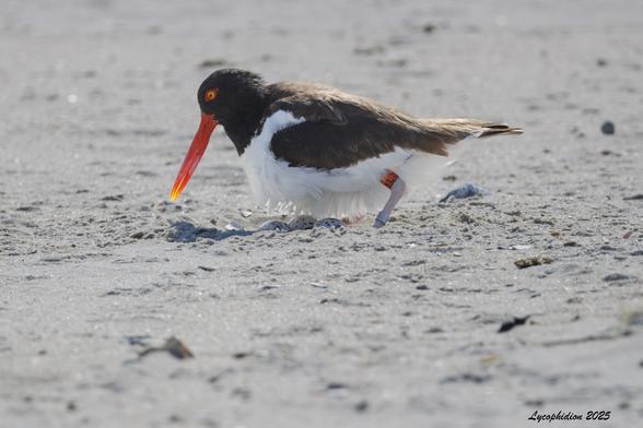 Female American Oystercatcher standing over her three eggs in their nest, a shallow depression in the sand. Both males and females incubate the eggs, care for the young and teach the young to forage. Population status is considered stable, overall.