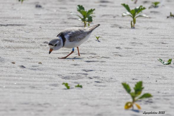 Adult Piping Plover in a nesting colony foraging on a sandy beach among low dune vegetation. These small plovers are gray-black above and on the crown of its head with a single white-bounded black collar ring and a black band across the forehead, and a light-colored underside. Bill is black-tipped red. Superbly camouflaged on a sand beach.