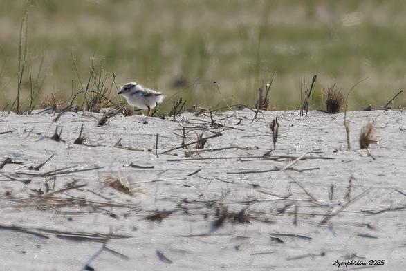 One of a pair of Piping Plover chicks which were actively scurrying about in the low dunes and dune grass, while mom remained still. Described as "cotton balls with tooth-picks," these downy chicks are brown with black streaks above and buffy below. Very hard to see against the sand and vegetation. These are a precocial species, actively foraging under mom's watchful gaze shortly after hatching. This species is considered endangered.