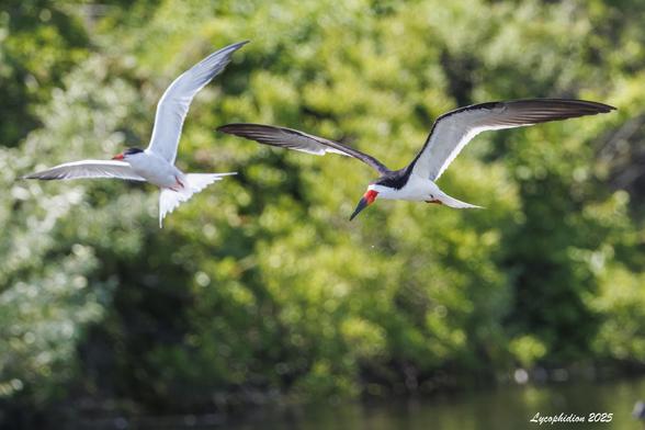 Black Skimmer shares the sky over a small drainage pond with a Common Tern. The pond is a source of fresh water for drinking and bathing for some of the seabirds. Black Skimmers are members of the gull family with a unique, large lopsided, knife-like bill with a larger lower than upper mandible (both called "mandible" in birds), used to scoop fish from the surface of the coastal waters they inhabit. The Black Skimmer is another species under threat. Both of these species also nest in numbers at Nickerson.