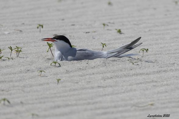 Common Tern nesting on the shallow depression in the sand they dig for their eggs. Black cap, gray upper body, white below, black-tipped red bill. These form large nesting colonies at Nickerson and will aggressively attack interlopers.