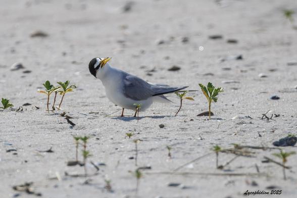 "Wtf?"
Least Tern seems to be expressing how I feel most of these days...

Standing on the sand, with head tilted up, bill open, looking over its shoulder. These small terns are black-capped with a white triangular mark on the forehead, gray body and white below.

An endangered species. Like many sea- and shorebirds, Least Terns are impacted by habitat loss and degradation, climate change, pollution and introduced predators. Nickerson Beach hosts a protected nesting colony of these and other birds.