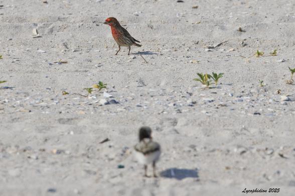 A moderate-sized songbird, reddish above with a light, streaky breast and thick bill, forages on the sand. A House Finch. Meanwhile, blurred in the foreground, a fluffy American Oystercatcher chick seems to be a curious audience for the similarly-sized finch.