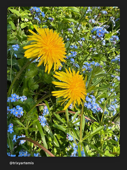 Two bright yellow dandelions stand among delicate blue forget-me-nots in a patch of lush green grass, their petals open wide under soft daylight.