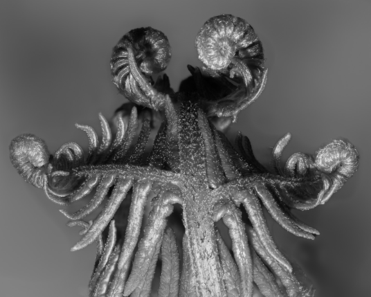 Unfurling fronds of a fen create kind of figure