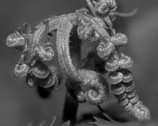 Unfurling fronds of a fern like curly hair