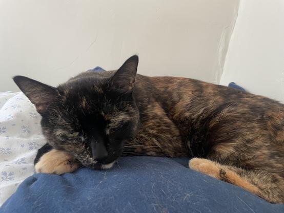 Lefty, with her eyes barely open, on her favorite blue pillow.